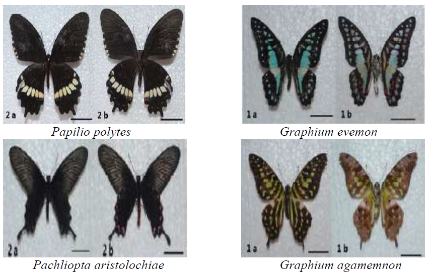 kupu-kupu famili Papilionidae
